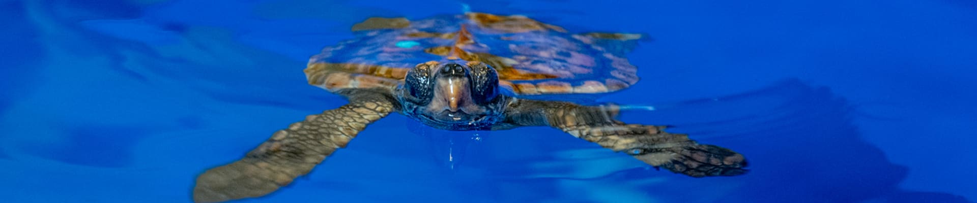 Save 25% off entry at WA Wildlife